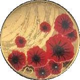 Alderney 2 Pounds - Elizabeth II 2019 Remembrance Day; Gold