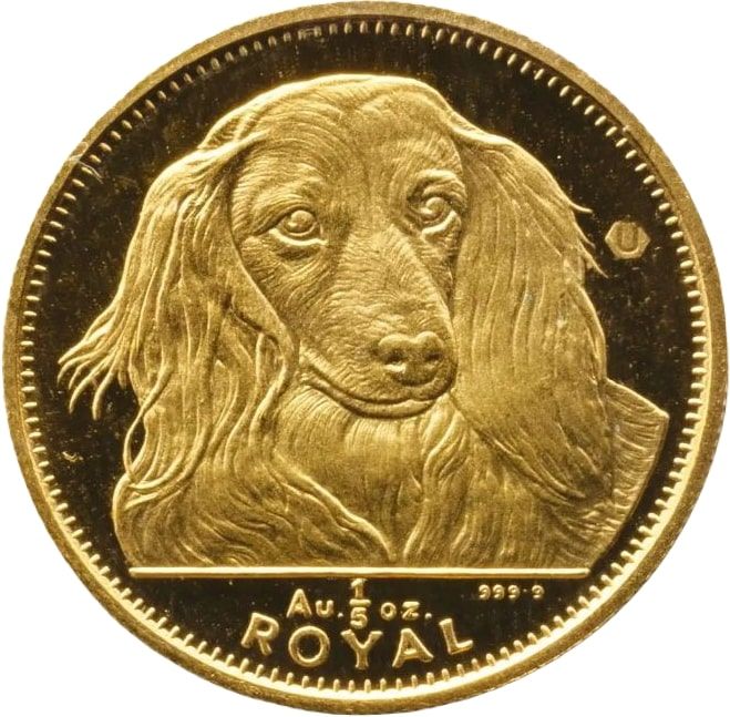 Gibraltar ⅕ Royal - Elizabeth II Long-haired Dachshund