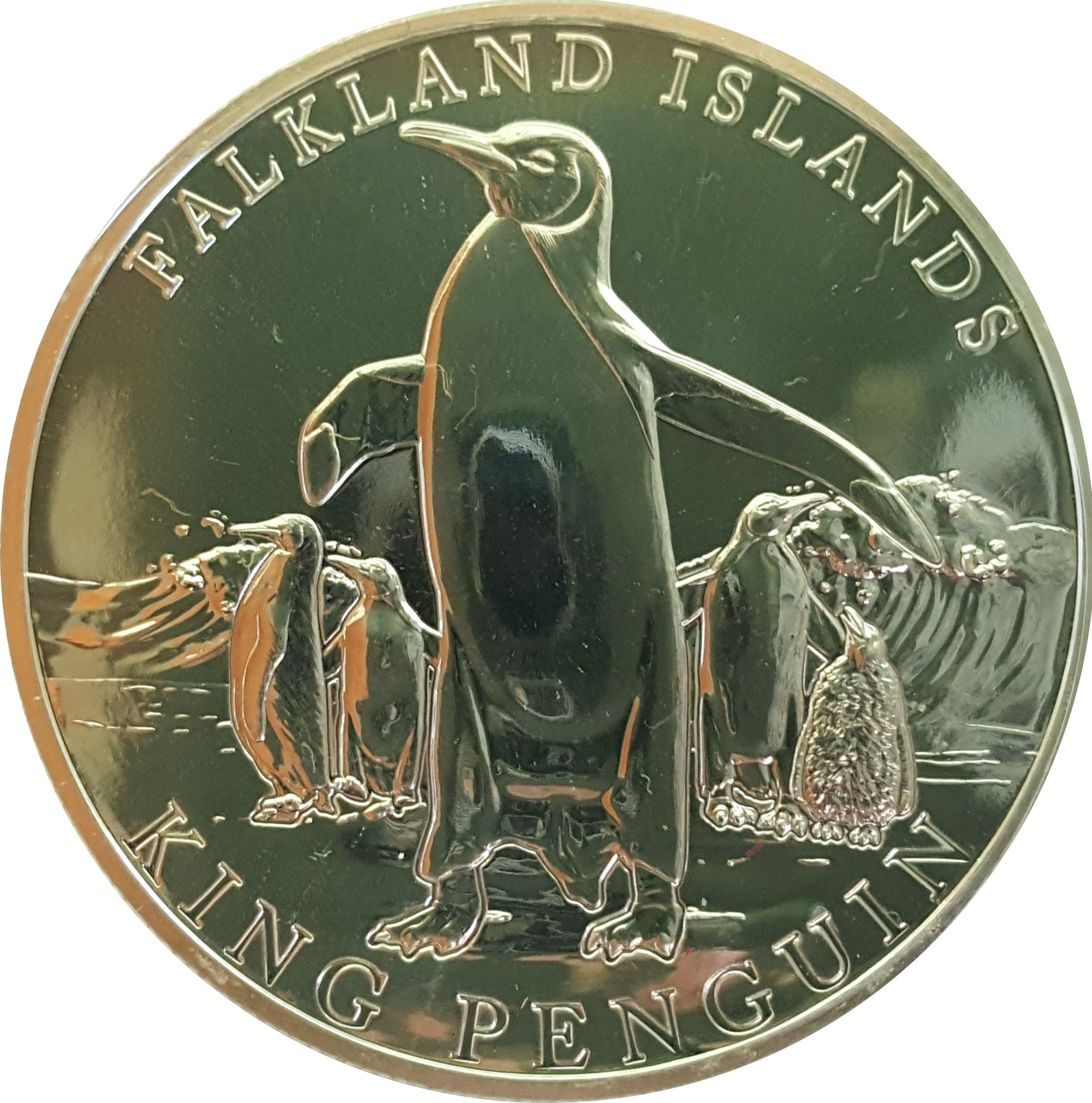 Falkland Islands 5 Pounds - Charles III King Penguin, silver reverse