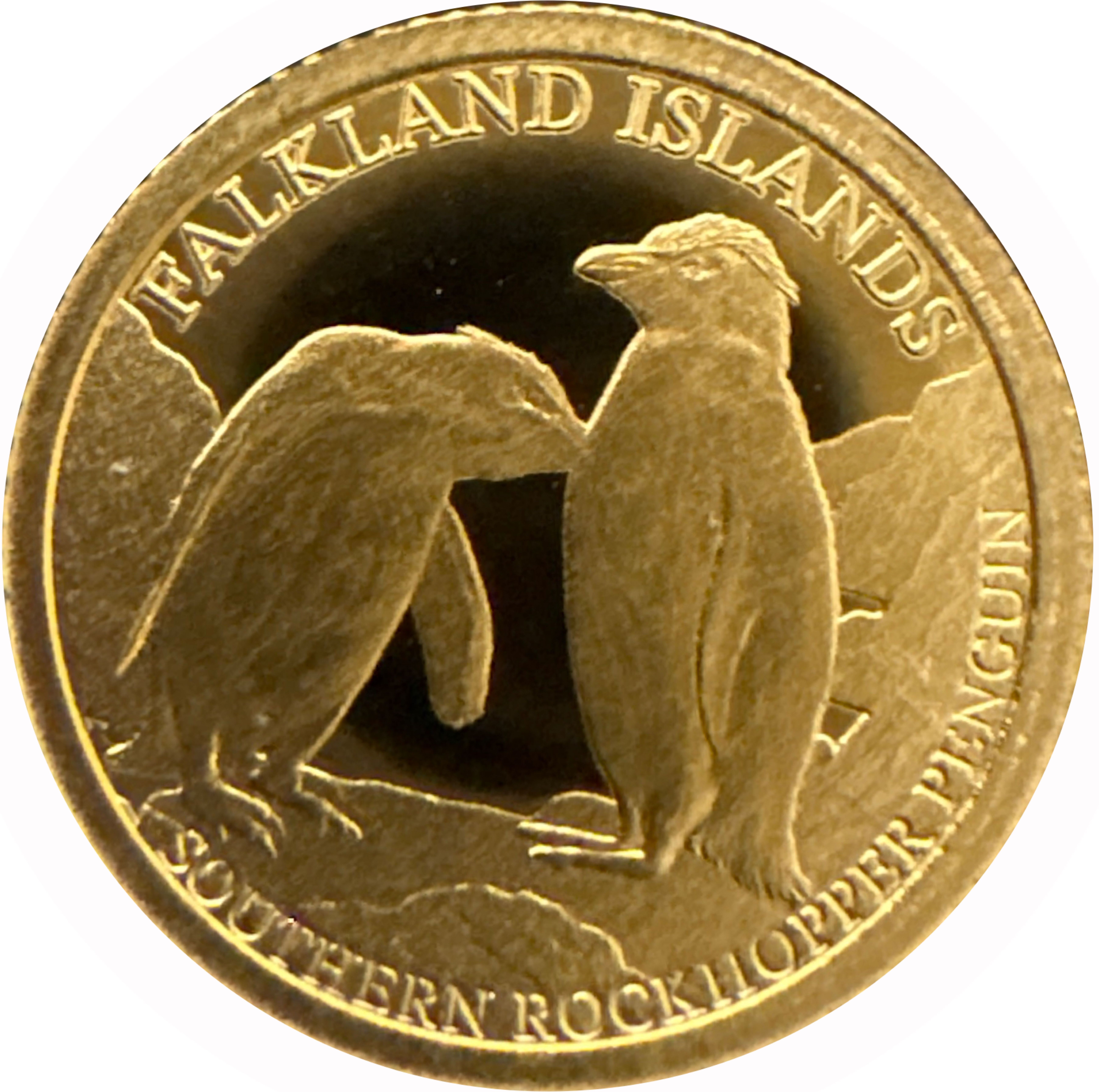 Falkland Islands 50 Pence - Charles III Southern Rockhopper Penguin; gold reverse