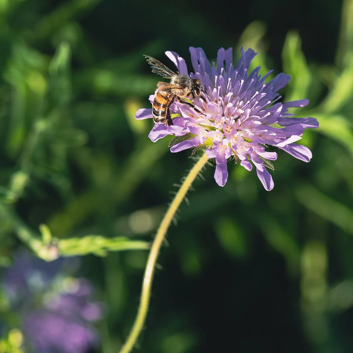 Honey bee (Apis mellifera) at rest