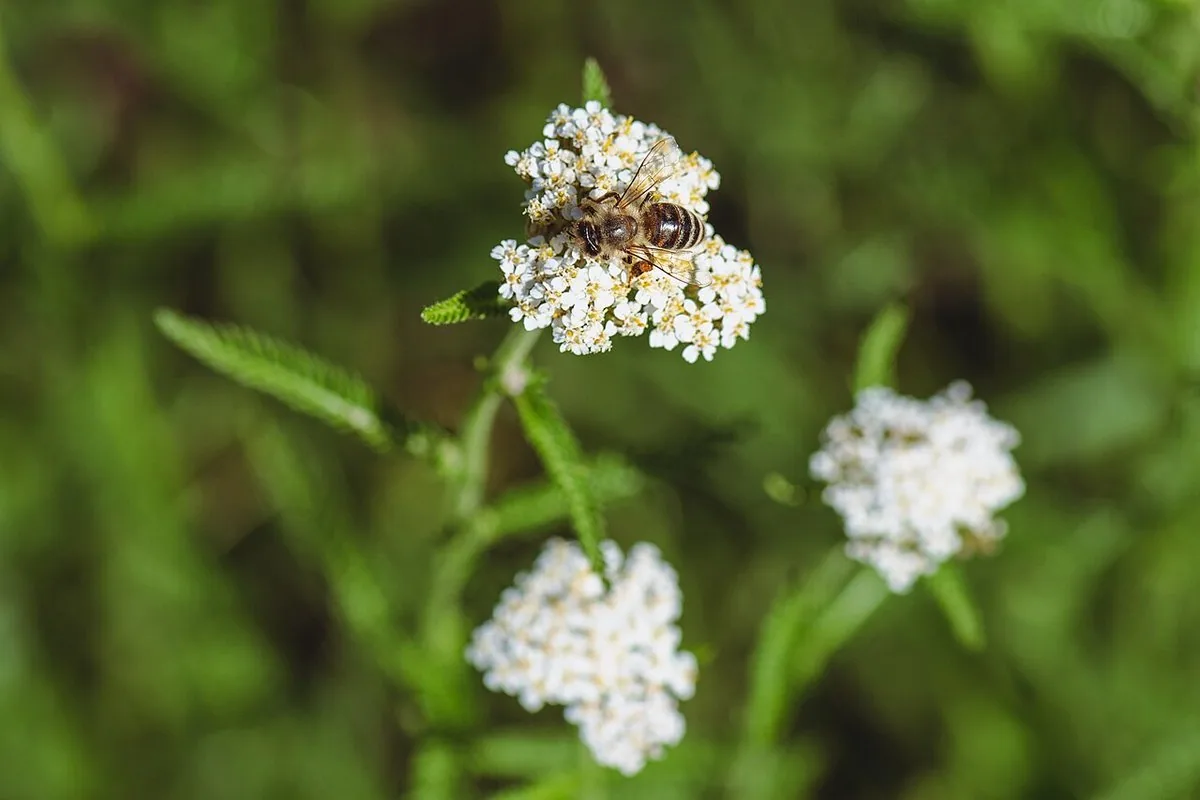Honey bee, Apis mellifera, in close-up