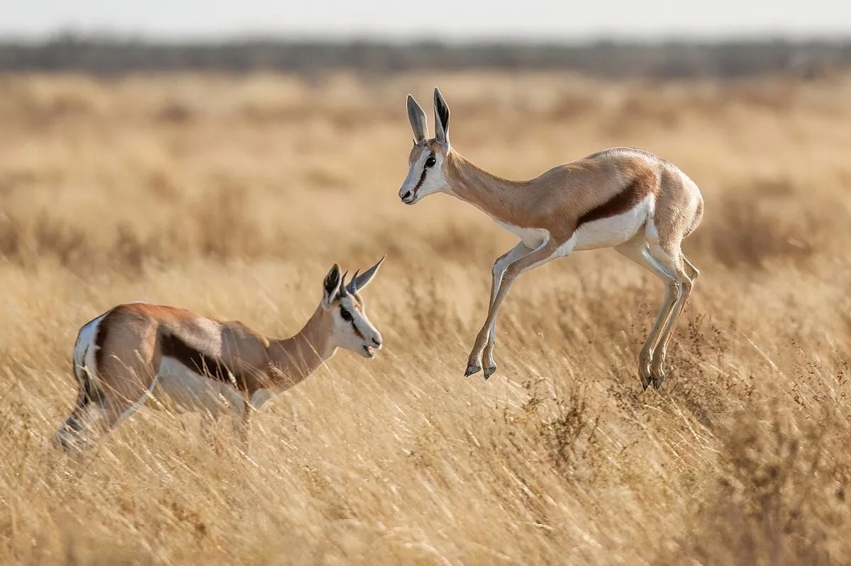 A springbok leaping in Etosha National Park, Namibia