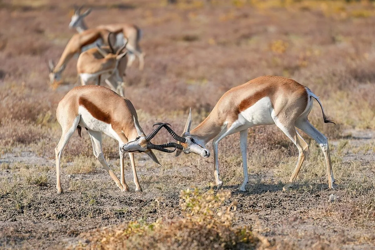 Male springboks fighting in Etosha National Park